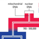 Representación de la evolución. Max Planck Institute